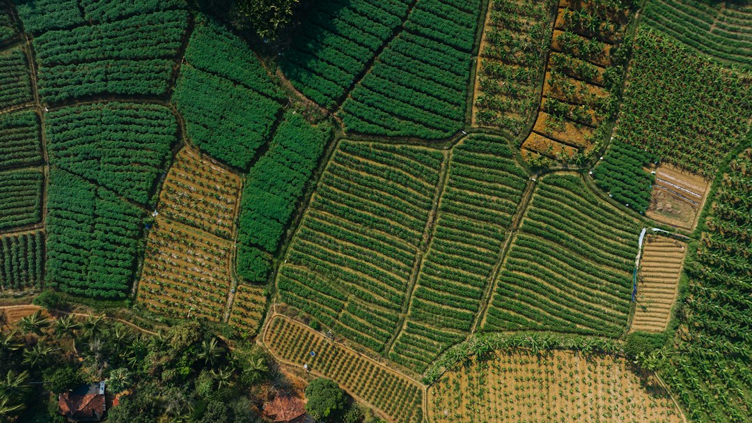 Aerial view of a coffee plantation divided into mapped plots, the plot-level geodata an EUDR due diligence statement must account for.